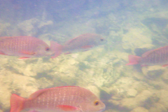 RIMG0678