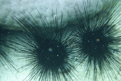 RIMG0349