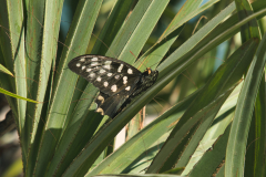IMGP2784