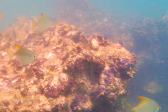 RIMG0591